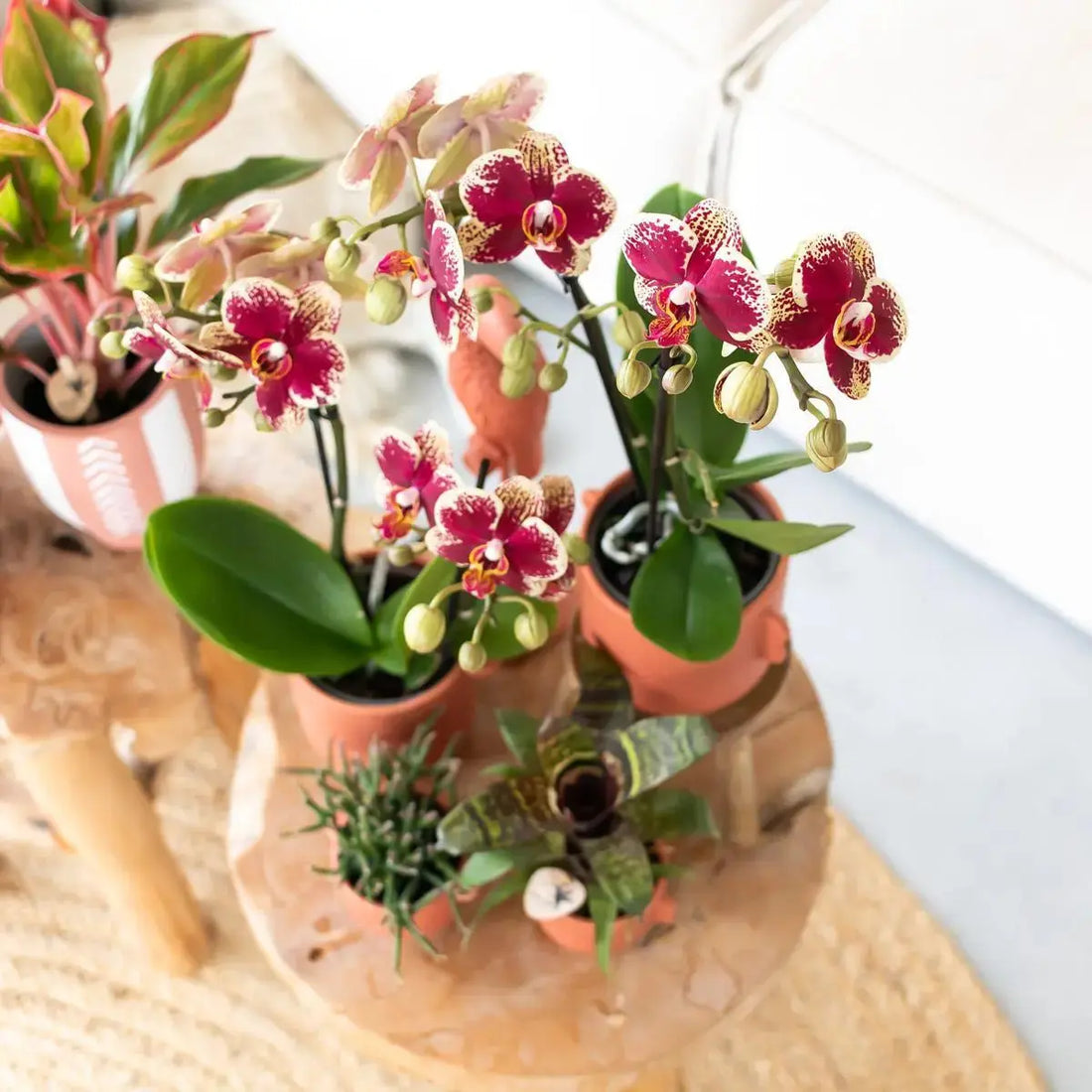 Waarom-Phalaenopsis-Orchideeën-Perfect-zijn-voor-je-Interieur SimpelComfort