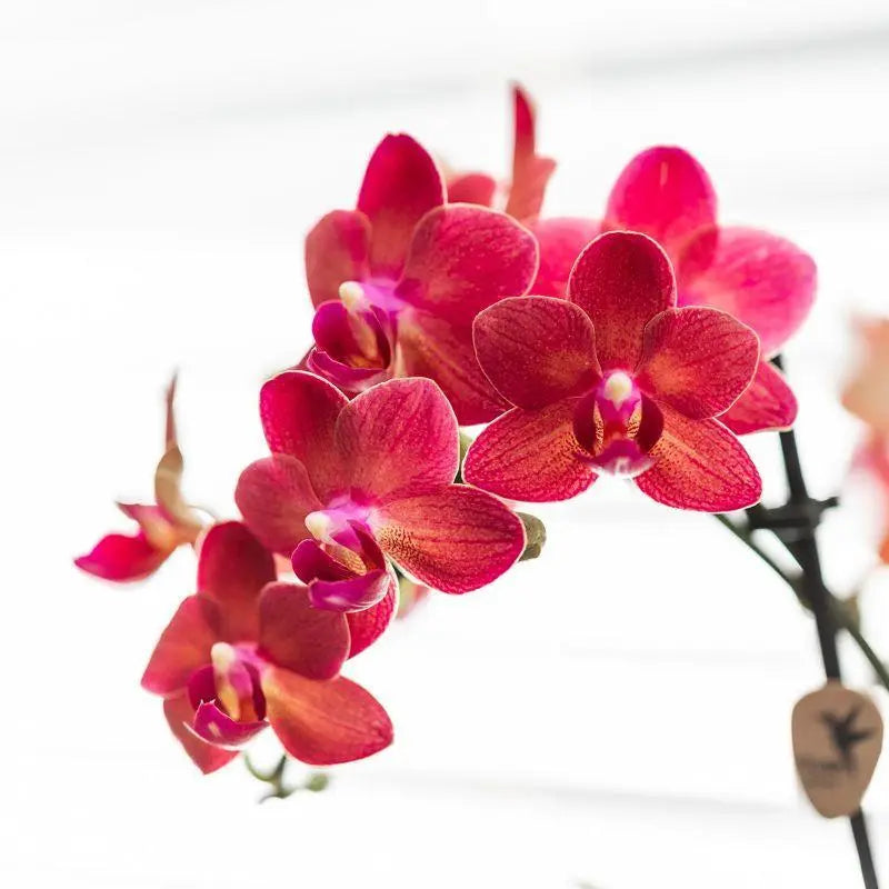 Kolibri Orchids | rode Phalaenopsis orchidee - Congo + Diabolo travertine - potmaat Ø9cm | bloeiende kamerplant - vers van de kweker Everspring