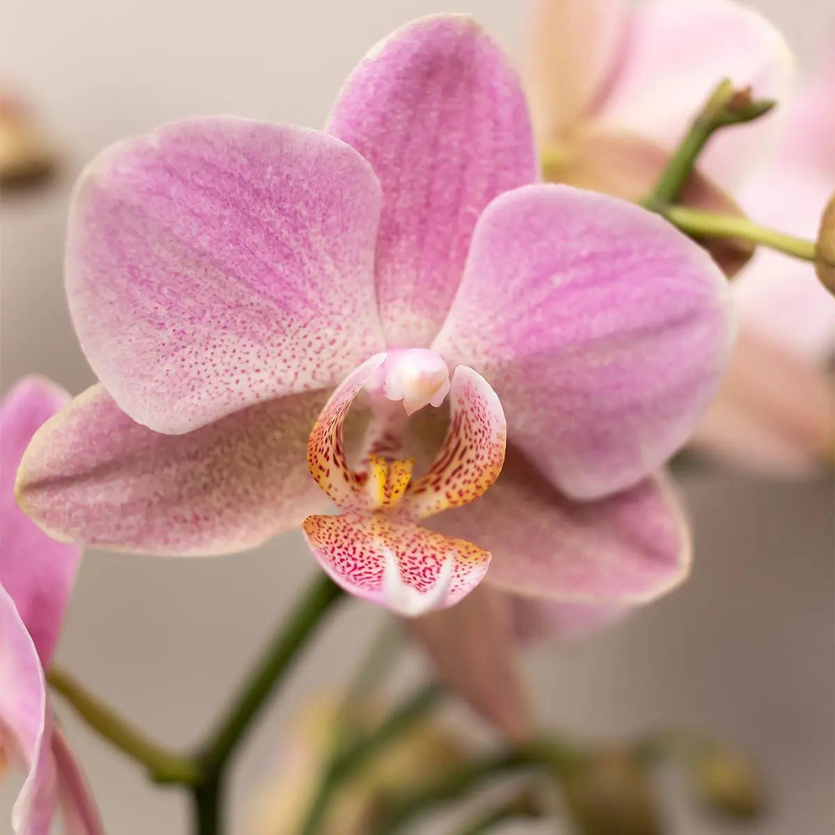 Kolibri Orchids | COMBI DEAL van 4 Roze phalaenopsis orchideeën - Andorra - potmaat Ø9cm | bloeiende kamerplant - vers van de kweker Everspring