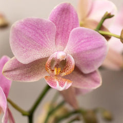 Kolibri Orchids | COMBI DEAL van 4 Roze phalaenopsis orchideeën - Andorra - potmaat Ø9cm | bloeiende kamerplant - vers van de kweker Everspring