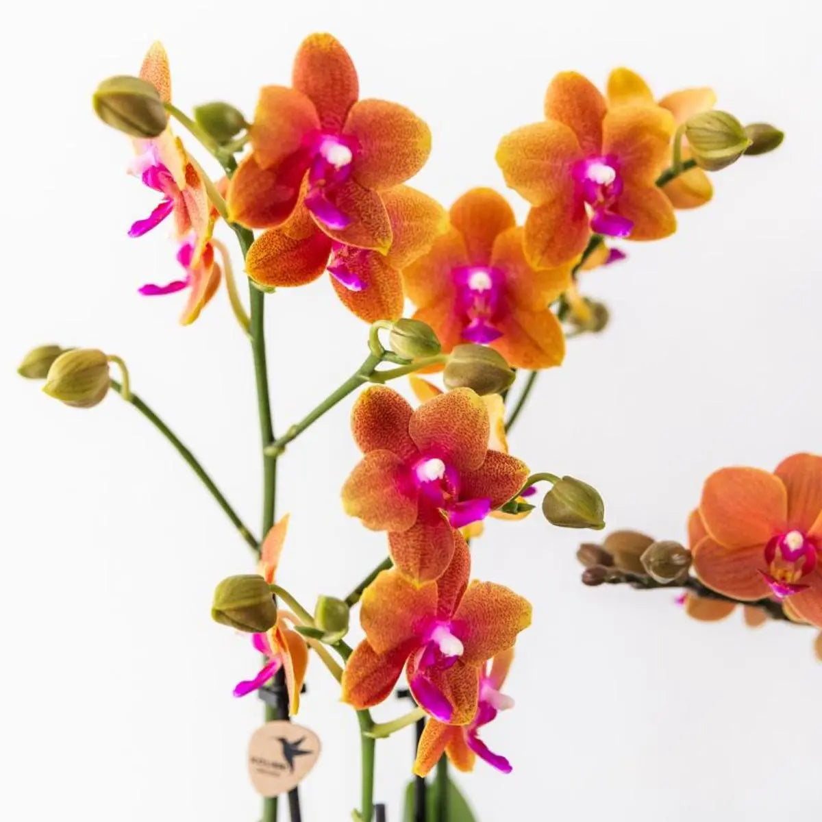 Kolibri Orchids I COMBI DEAL van 2 geurende oranje Phalaenopsis orchideeën - potmaat Ø12cm | bloeiende kamerplant - vers van de kweker Everspring