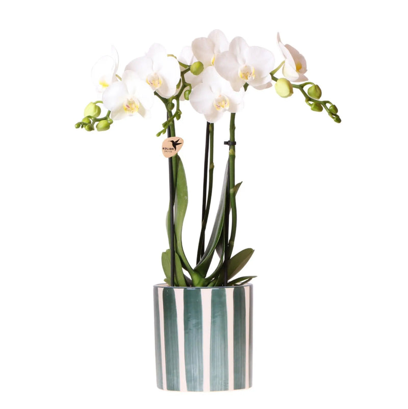 Kolibri Orchids | Witte Phalaenopsis orchidee Amabilis + Painted Stripe pot groen - potmaat Ø9cm | bloeiende kamerplant - vers van de kweker Everspring