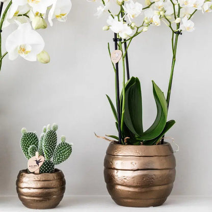 Kolibri Company | Gift set Home Hub | Plantenset met Phalaenopsis Orchidee en Succulenten incl. keramieken sierpotten Everspring