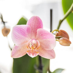 Kolibri Orchids I COMBI DEAL van 2 oud roze Phalaenopsis orchideeën - Treviso - potmaat Ø12cm | bloeiende kamerplant - vers van de kweker Everspring