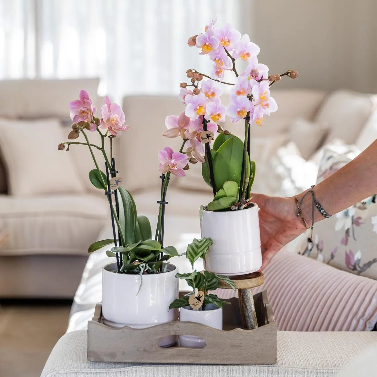 Kolibri Orchids | Roze phalaenopsis orchidee - Andorra + Pastel pot white - potmaat Ø9cm | bloeiende kamerplant - vers van de kweker Everspring