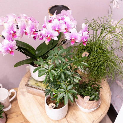 Kolibri Orchids | Roze Phalaenopsis orchidee - Mineral Rotterdam - potmaat Ø9cm | bloeiende kamerplant - vers van de kweker Everspring