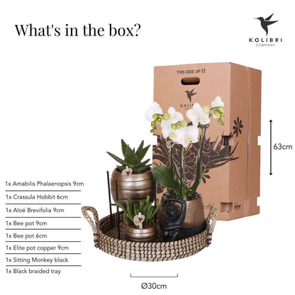 Kolibri Company | Gift set Home Hub | Plantenset met Phalaenopsis Orchidee en Succulenten incl. keramieken sierpotten Everspring