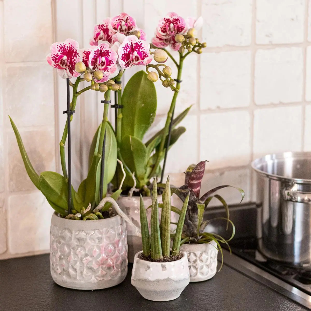 Kolibri Orchids | Roze paarse phalaenopsis orchidee - El Salvador - potmaat Ø9cm | bloeiende kamerplant - vers van de kweker Everspring