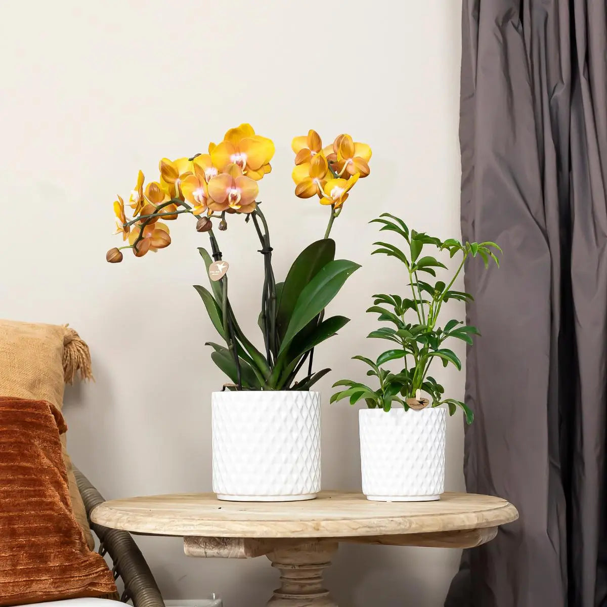 Kolibri Orchids I COMBI DEAL van 2 Phalaenopsis orchideeën - Las Vegas - potmaat Ø12cm | bloeiende kamerplant - vers van de kweker Everspring