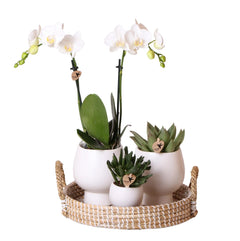 Kolibri Company | Gift set Scandic white | Plantenset met witte Phalaenopsis Orchidee en Succulenten incl. keramieken sierpotten Everspring