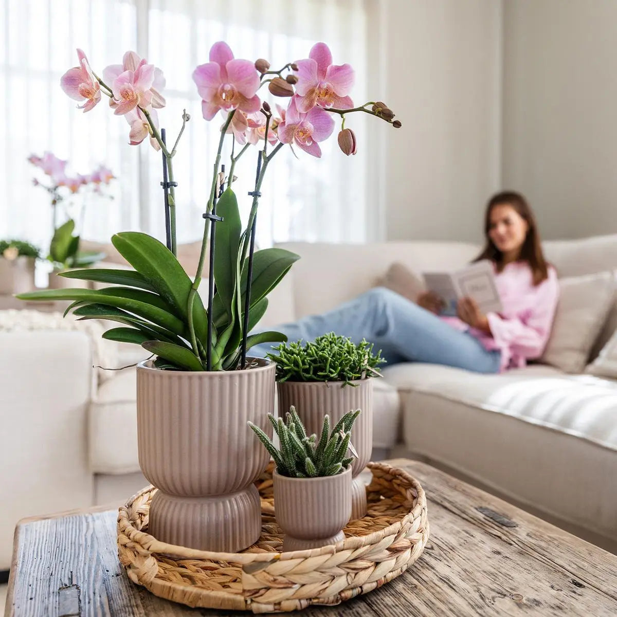 Kolibri Orchids | gele Phalaenopsis orchidee - Mexico + Diabolo pot sand - potmaat Ø9cm | bloeiende kamerplant - vers van de kweker Everspring