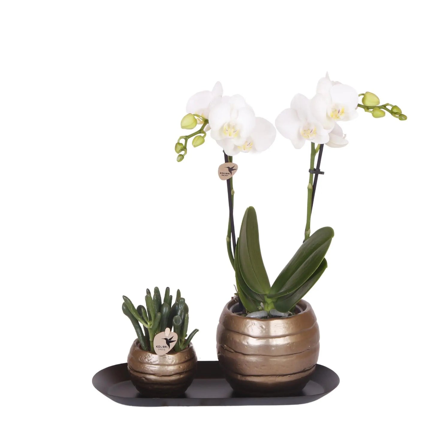 Kolibri Orchids | Plantenset Home Hub grey small | Groene planten met witte Phalaenopsis orchidee in koperkleurige sierpotten en zwart dienblad Everspring