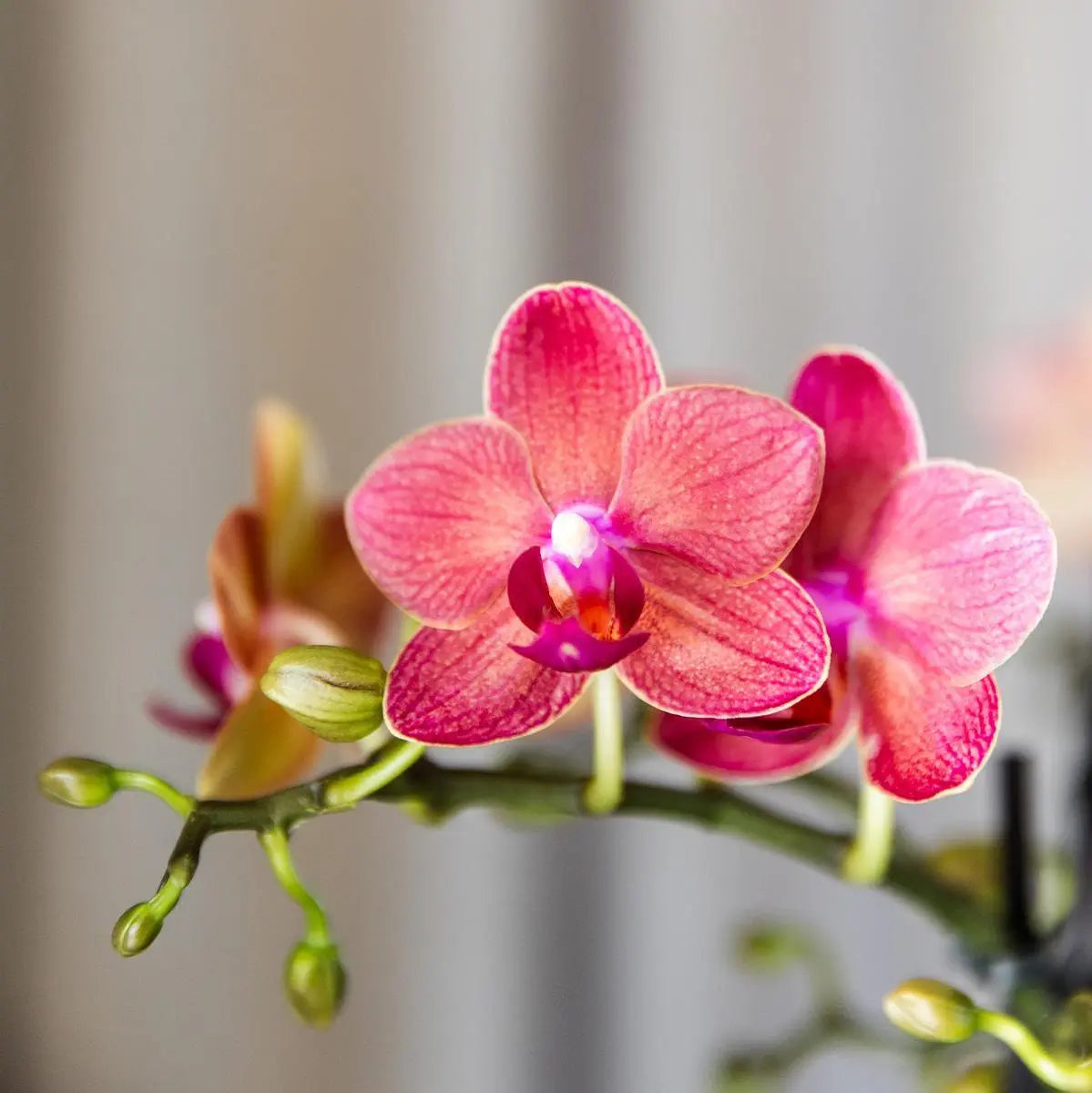 Kolibri Orchids | COMBI DEAL van 4 oranje Phalaenopsis orchideeën - Congo - potmaat Ø9cm | bloeiende kamerplant - vers van de kweker Everspring