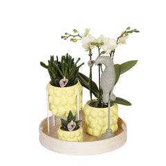 Kolibri Company | Gift set Citrus Plantenset met gele Phalaenopsis Orchidee en Succulenten incl. keramieken sierpotten Everspring