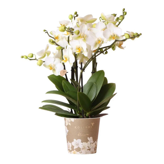 Kolibri Orchids | witte Phalaenopsis orchidee - Lausanne- potmaat Ø12cm | bloeiende kamerplant - vers van de kweker Everspring