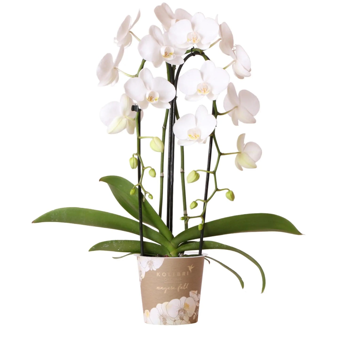 Kolibri Orchids | witte Phalaenopsis orchidee - Niagara Fall  - potmaat Ø12cm | bloeiende kamerplant - vers van de kweker Everspring