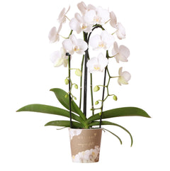 Kolibri Orchids | witte Phalaenopsis orchidee - Niagara Fall  - potmaat Ø12cm | bloeiende kamerplant - vers van de kweker Everspring