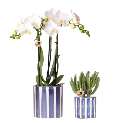 Kolibri Orchids | Set van witte Phalaenopsis orchidee Amabilis en Succulent Crassula Hobbit in Painted Stripe pot blauw - potmaat Ø9cm + Ø6cm | bloeiende kamerplant - vers van de kweker Everspring