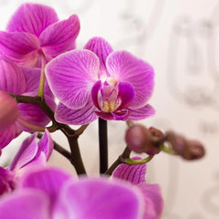 Kolibri Orchids | Paars/ roze Phalaenopsis orchidee - Mineral Vienna - potmaat Ø9cm | bloeiende kamerplant - vers van de kweker Everspring