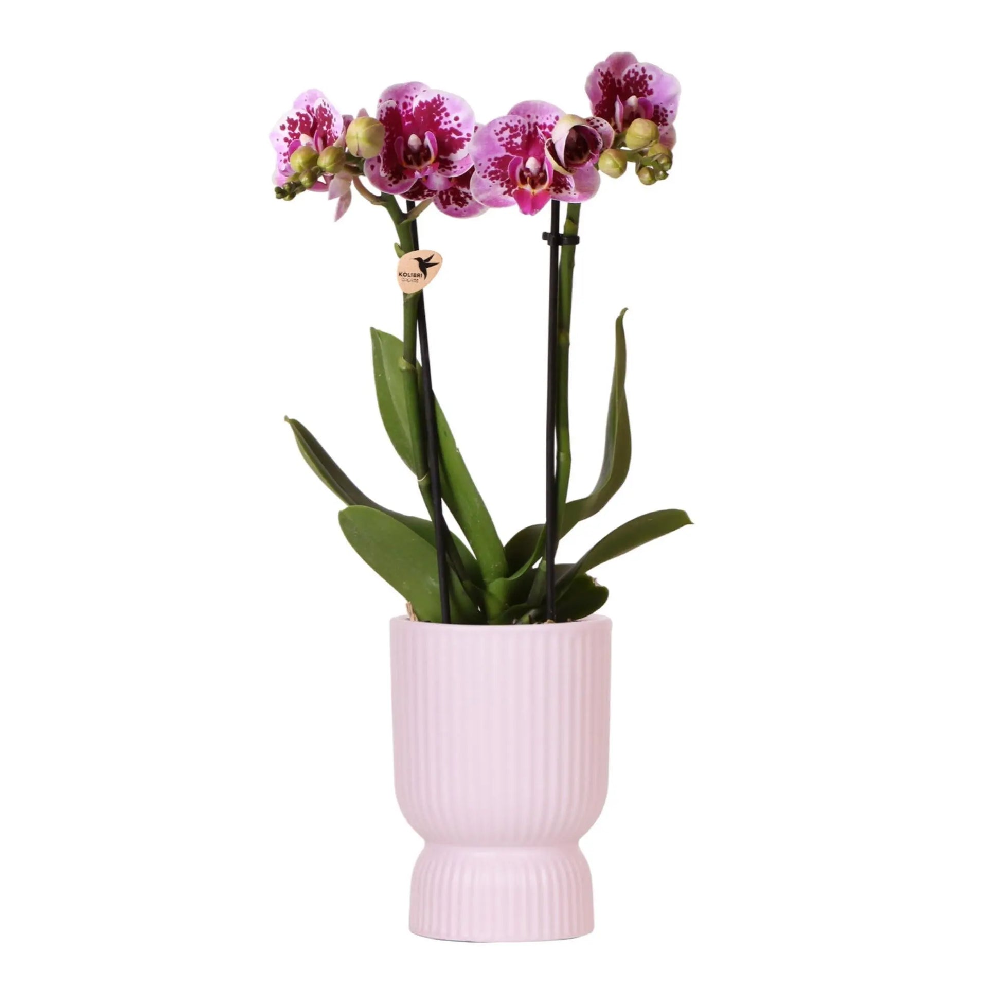 Kolibri Orchids | Roze paarse phalaenopsis orchidee - El Salvador + Diabolo pink - potmaat Ø9cm | bloeiende kamerplant - vers van de kweker Everspring