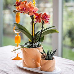 Kolibri Orchids | Gift set Optimism small peach | Groene plant met oranje Phalaenopsis orchidee in Candy sierpotten op wit organisch dienblad Everspring