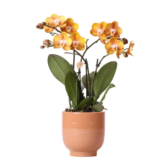 Kolibri Orchids | Oranje phalaenopsis orchidee Las Vegas in cognac kleurige Glazed sierpot - potmaat Ø12cm Everspring