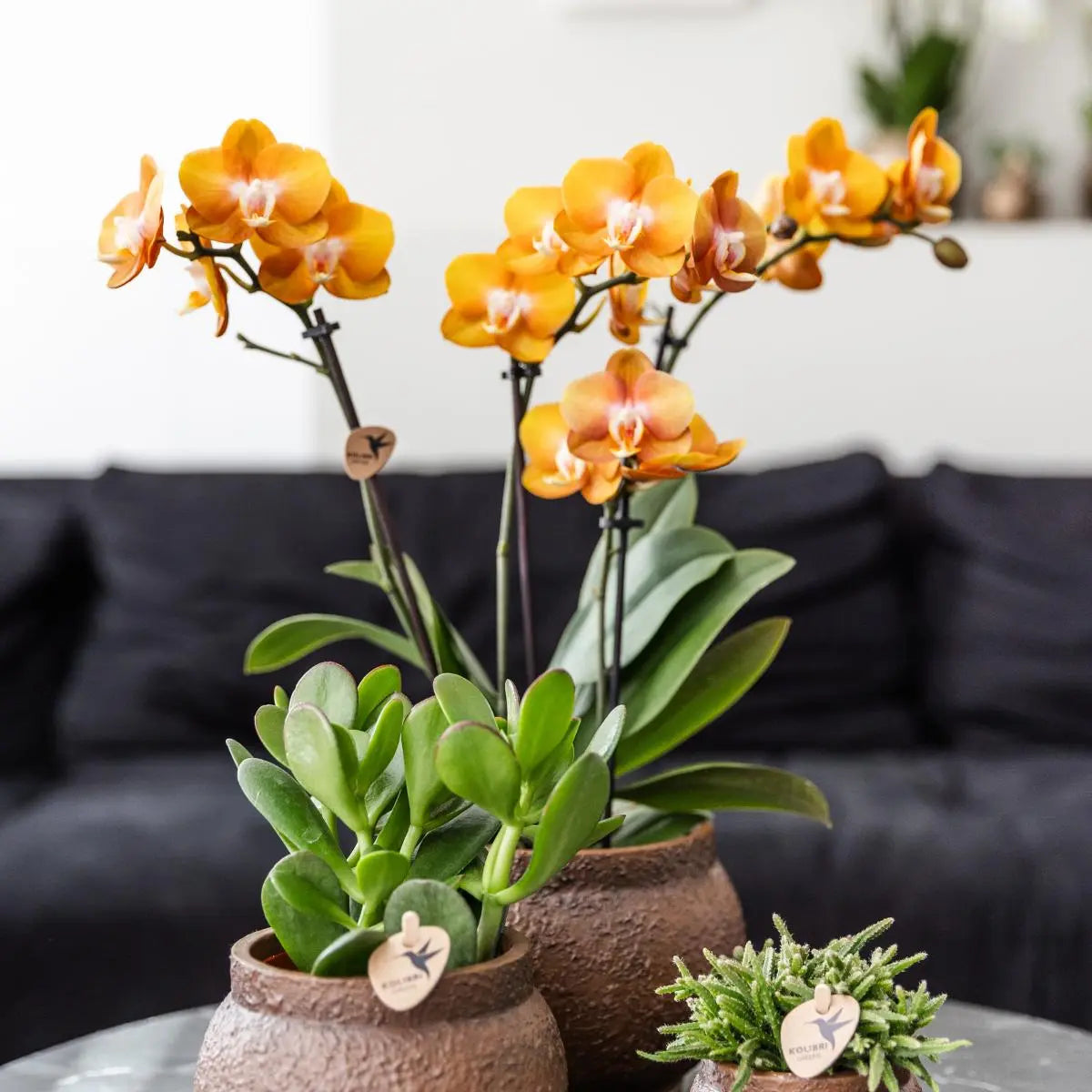 Kolibri Orchids | COMBI DEAL van 4 Phalaenopsis orchideeën - Las Vegas - potmaat Ø12cm | bloeiende kamerplant - vers van de kweker Everspring