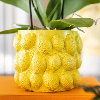 Kolibri Home | Citrus pot yellow - Ø9cm Everspring