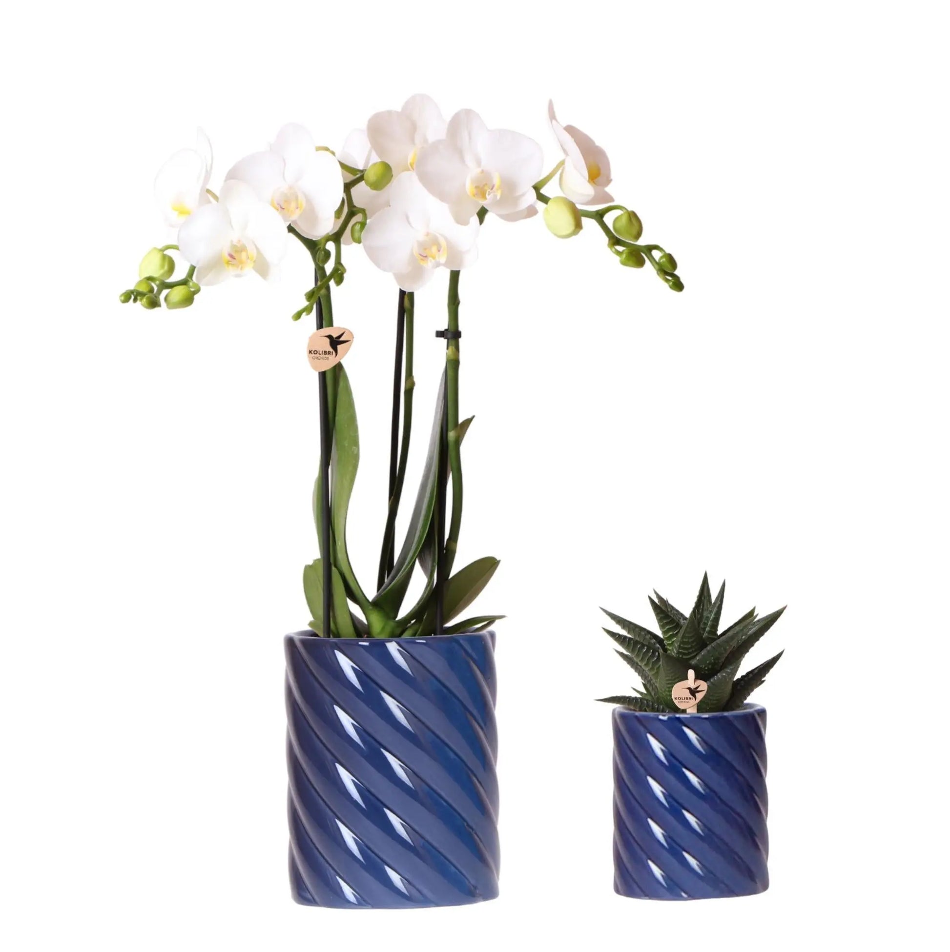 Kolibri Orchids | Set van witte orchidee Amabilis en succulent in Candy sierpotten blauw - potmaat Ø9cm & Ø6cm | bloeiende kamerplant - vers van de kweker Everspring