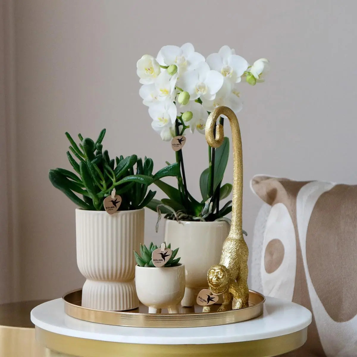 Kolibri Company | Gift set Luxury Living | Plantenset met witte Phalaenopsis Orchidee en Succulenten incl. keramieken sierpotten Everspring