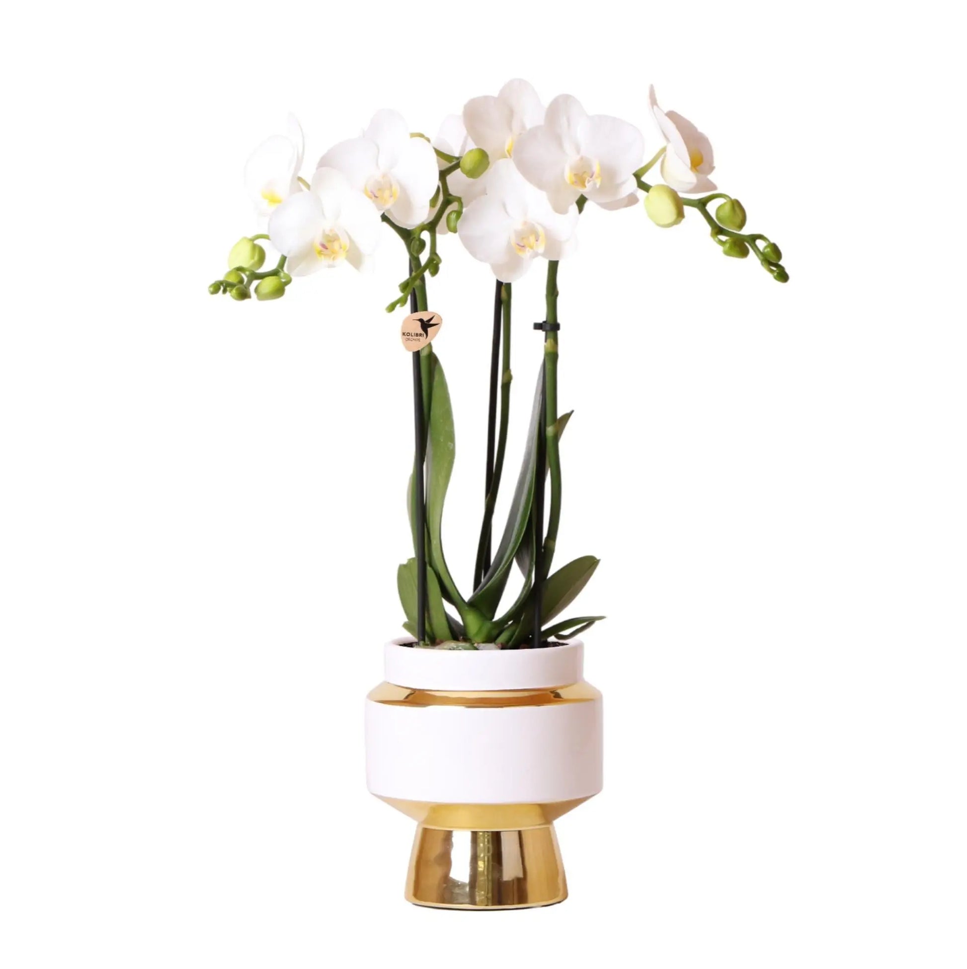 Kolibri Orchids | Witte Phalaenopsis orchidee – Amabilis + Le Chic sierpot goud – potmaat Ø9cm – 40cm hoog | bloeiende kamerplant in bloempot - vers van de kweker Everspring