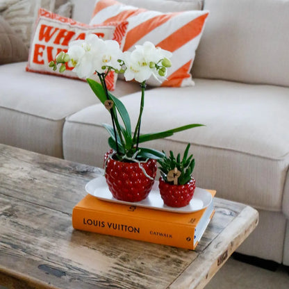 Kolibri Orchids | Plantenset Optimisme small| Groene planten met witte Phalaenopsis orchidee in Optimism sierpotten en witte dienblad Everspring