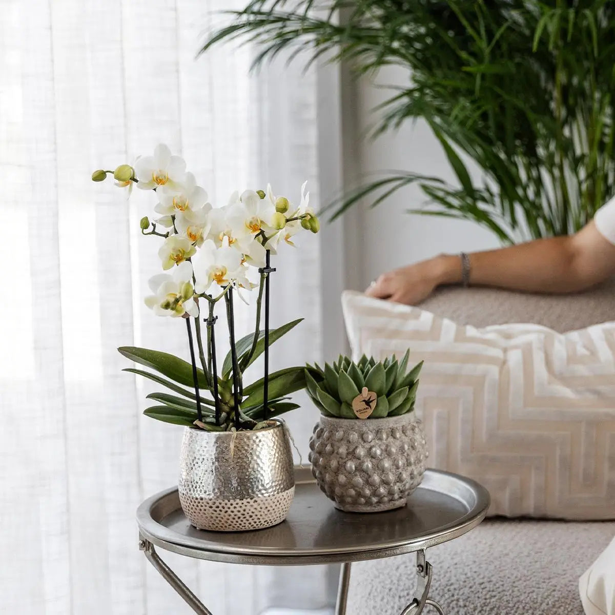 Kolibri Orchids | witte Phalaenopsis orchidee - Amabilis + Elite pot silver- potmaat Ø9cm - 35cm hoog | bloeiende kamerplant - vers van de kweker Everspring