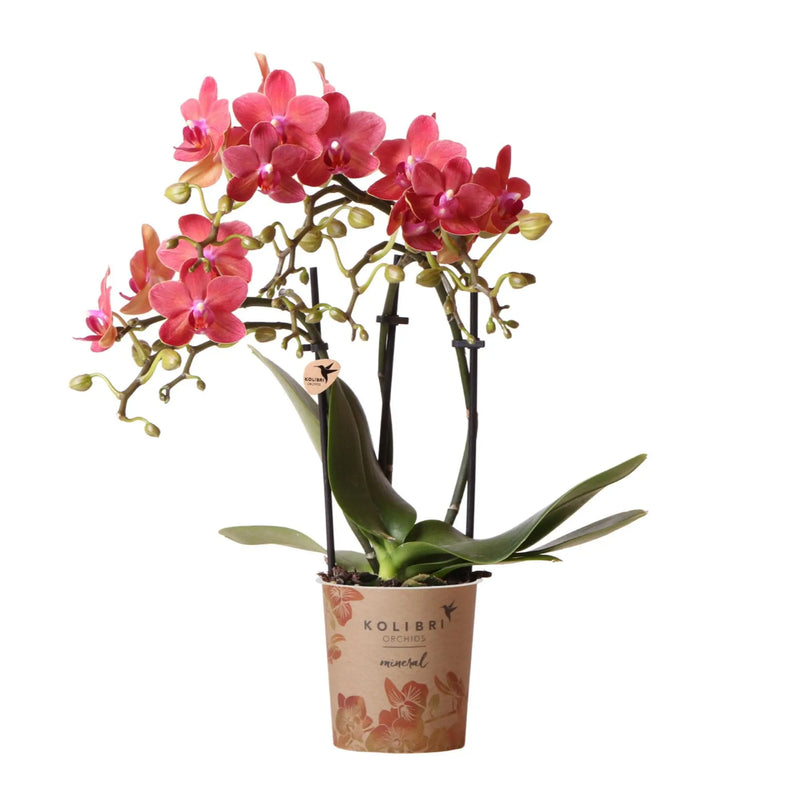 Kolibri Orchids | rode Phalaenopsis orchidee - Congo - potmaat Ø9cm | bloeiende kamerplant - vers van de kweker Everspring