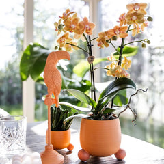 Kolibri Orchids | Oranje Phalaenopsis orchidee - Mineral Bolzano + Rolling peach - potmaat Ø9cm | bloeiende kamerplant - vers van de kweker Everspring