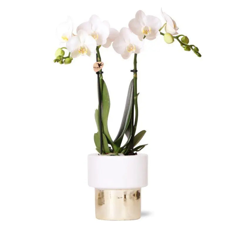 Kolibri Orchids | witte Phalaenopsis orchidee - Amabilis + Lush pot - potmaat Ø9cm - 35cm hoog | bloeiende kamerplant - vers van de kweker Everspring