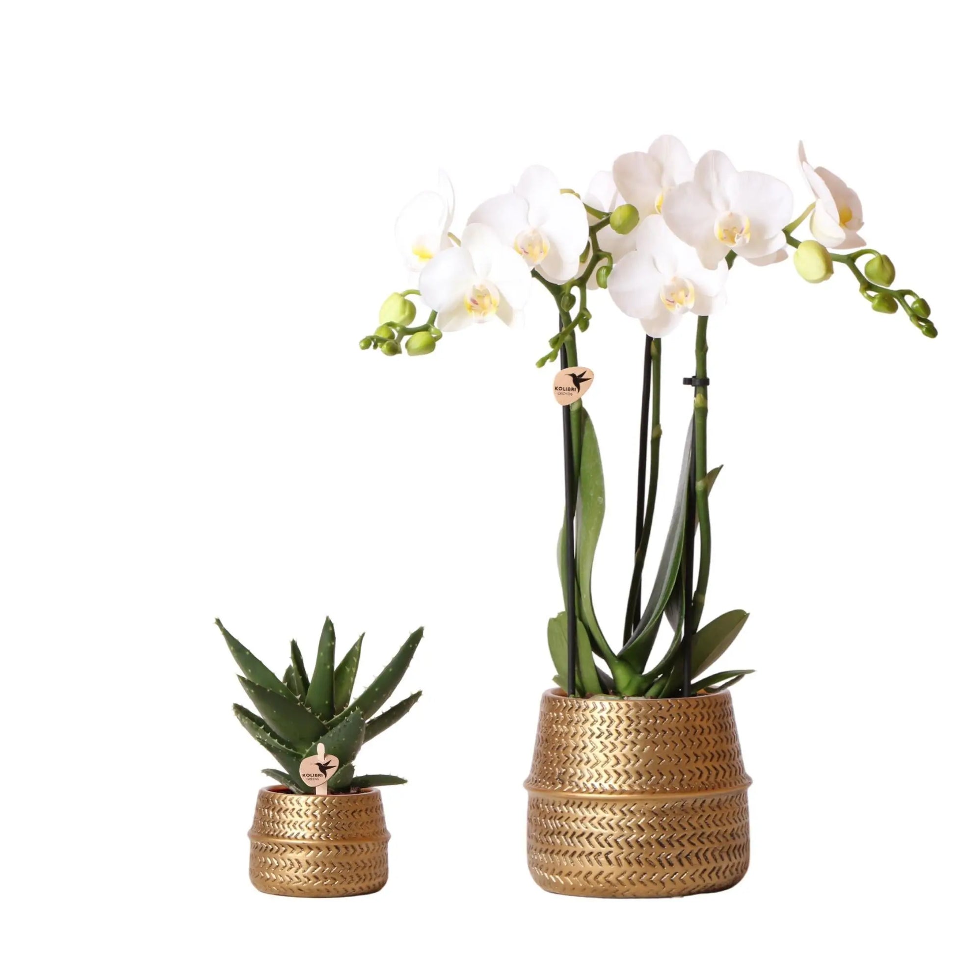 Kolibri Company - Planten set Groove goud | Set met witte Phalaenopsis orchidee Amabilis Ø9cm en groene plant Succulent Aloe Brevifolia Ø6cm  | incl. gouden keramieken sierpotten Everspring