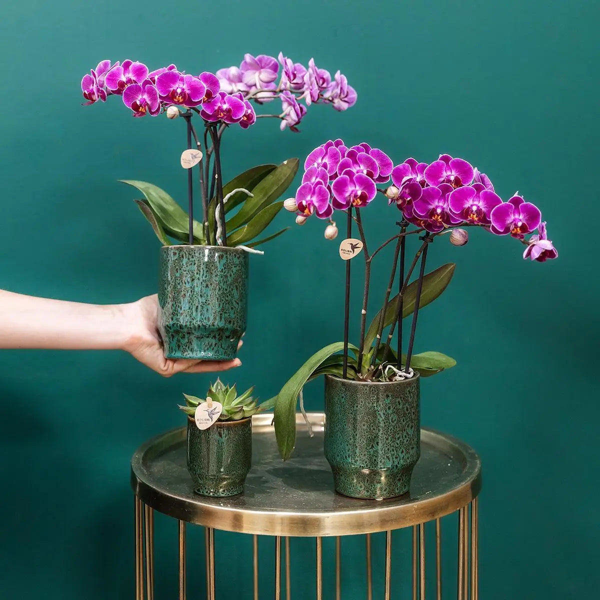 Kolibri Orchids | Paarse phalaenopsis orchidee - Morelia Classy green- potmaat Ø9cm | bloeiende kamerplant - vers van de kweker Everspring