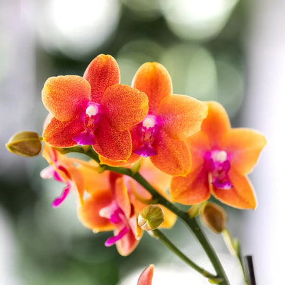 Kolibri Orchids I COMBI DEAL van 2 geurende oranje Phalaenopsis orchideeën - potmaat Ø12cm | bloeiende kamerplant - vers van de kweker Everspring