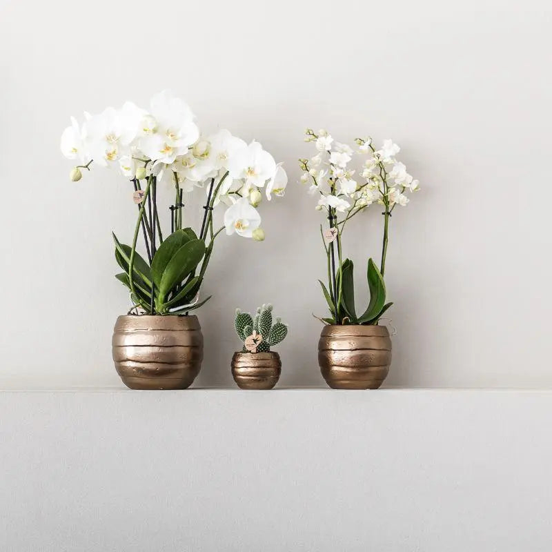 Kolibri Orchids | Plantenset Home Hub grey small | Groene planten met witte Phalaenopsis orchidee in koperkleurige sierpotten en zwart dienblad Everspring