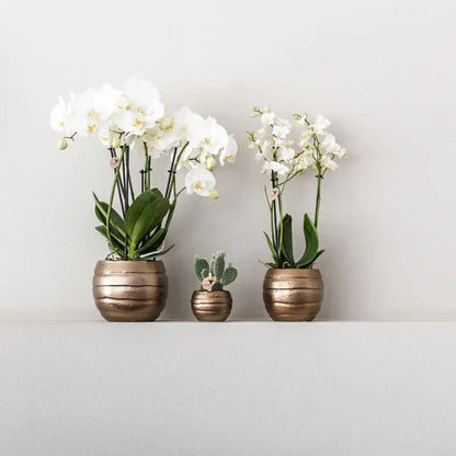 Kolibri Orchids | Plantenset Home Hub grey small | Groene planten met witte Phalaenopsis orchidee in koperkleurige sierpotten en zwart dienblad Everspring