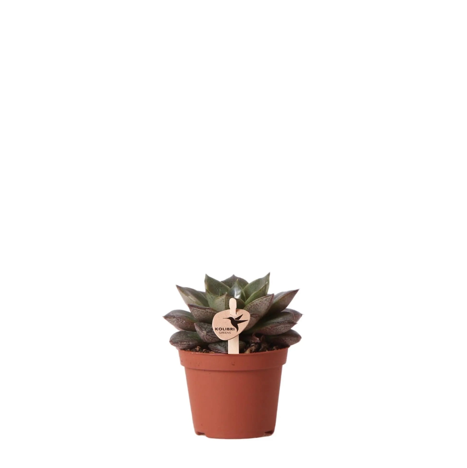 Kolibri Greens | Groene plant - Succulent Echeveria Purpusorum - potmaat Ø6cm - groene kamerplant - vers van de kweker Everspring