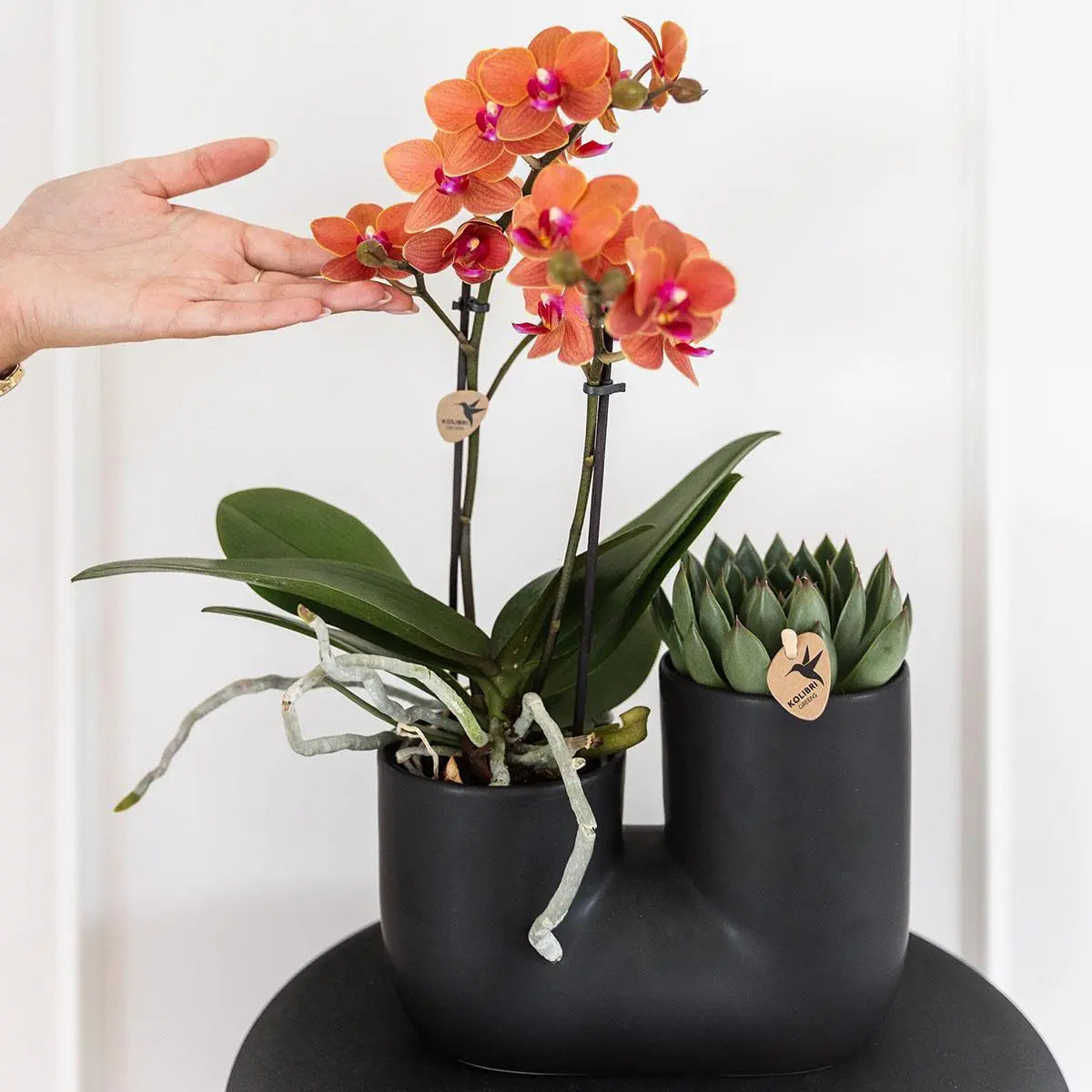 Kolibri Orchids | Set van oranje orchidee Bolzano en succulent in Tube sierpot black - potmaat Ø9cm | bloeiende kamerplant - vers van de kweker Everspring