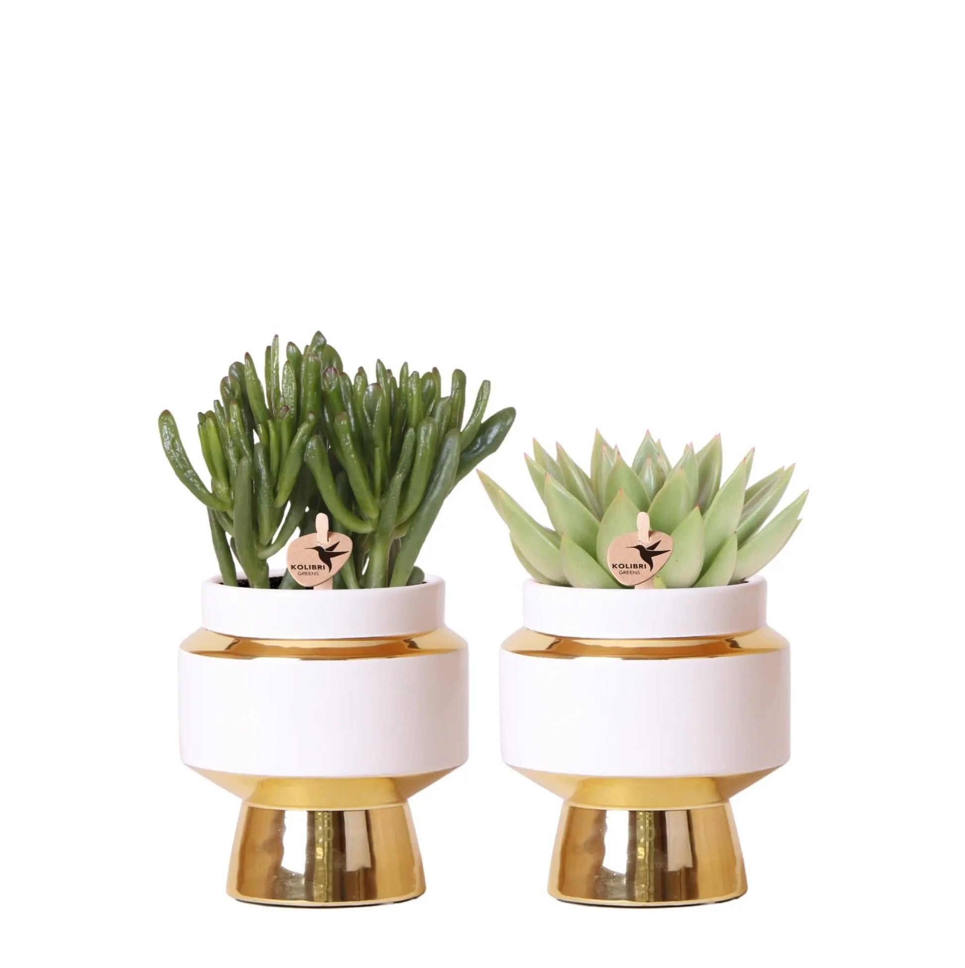 Kolibri Greens | Succulenten set van 2 planten in gouden Le Chic sierpotten - keramiek  potmaat Ø9cm Everspring