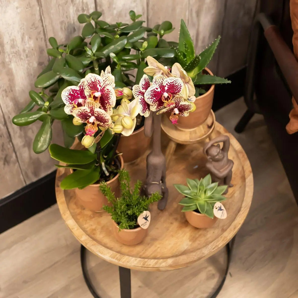 Kolibri Orchids | COMBI DEAL van 4 geel rode phalaenopsis orchideeën - Spain - potmaat Ø9cm | bloeiende kamerplant - vers van de kweker Everspring