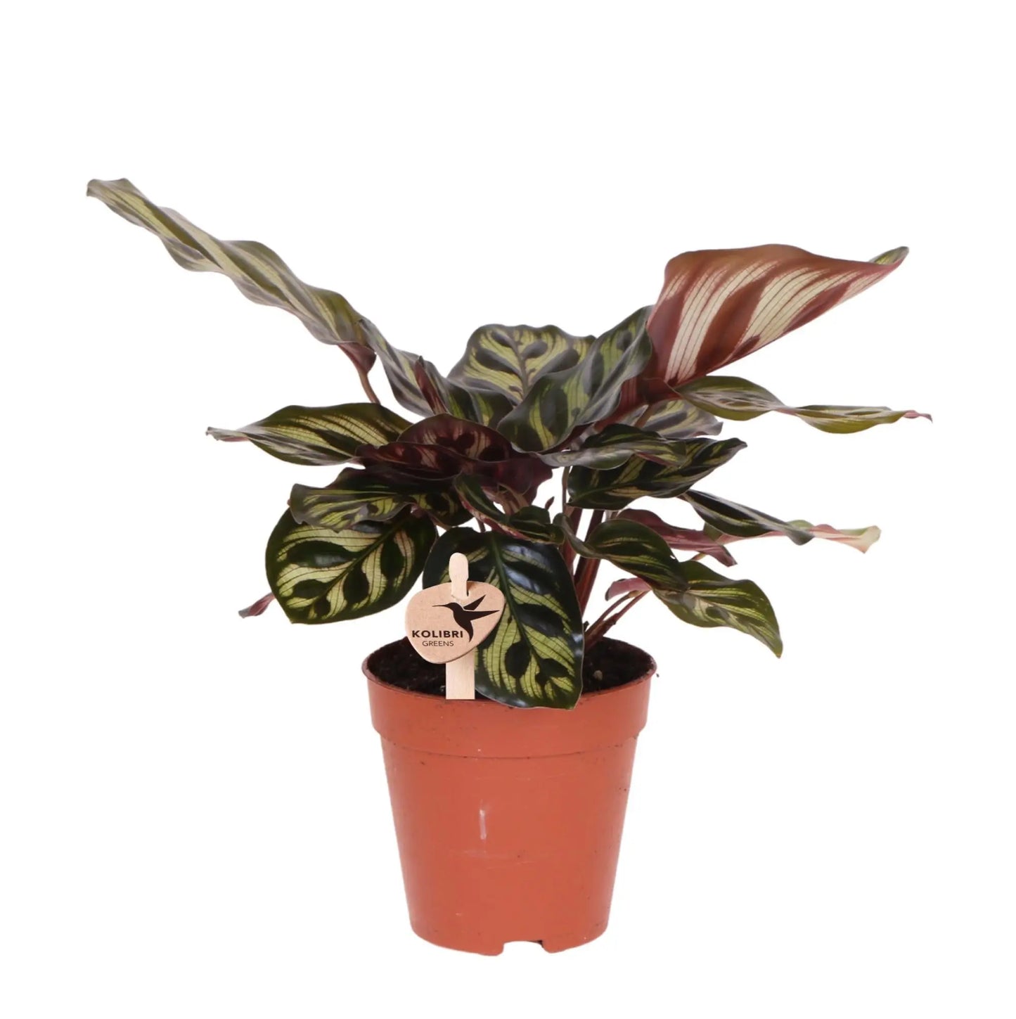 Kolibri Greens | Groene plant - Calathea Makoyana - groene kamerplant - vers van de kweker  - Ø9cm Everspring