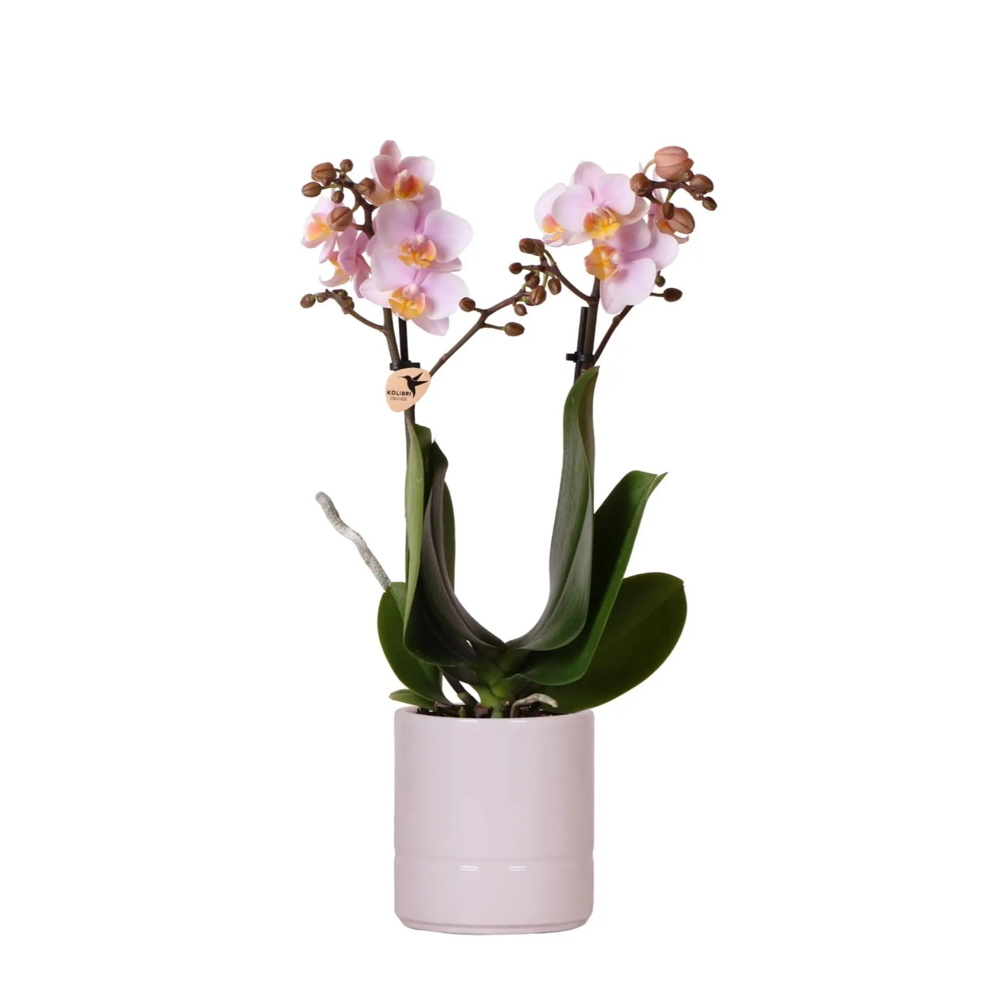 Kolibri Orchids | Roze phalaenopsis orchidee - Andorra + Pastel pot pink - potmaat Ø9cm | bloeiende kamerplant - vers van de kweker Everspring