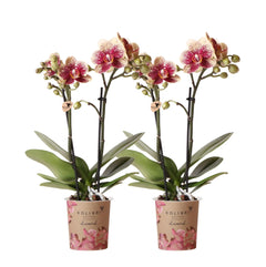 Kolibri Orchids | COMBI DEAL van 2 geel rode phalaenopsis orchideeën - Spain - potmaat Ø9cm | bloeiende kamerplant - vers van de kweker Everspring