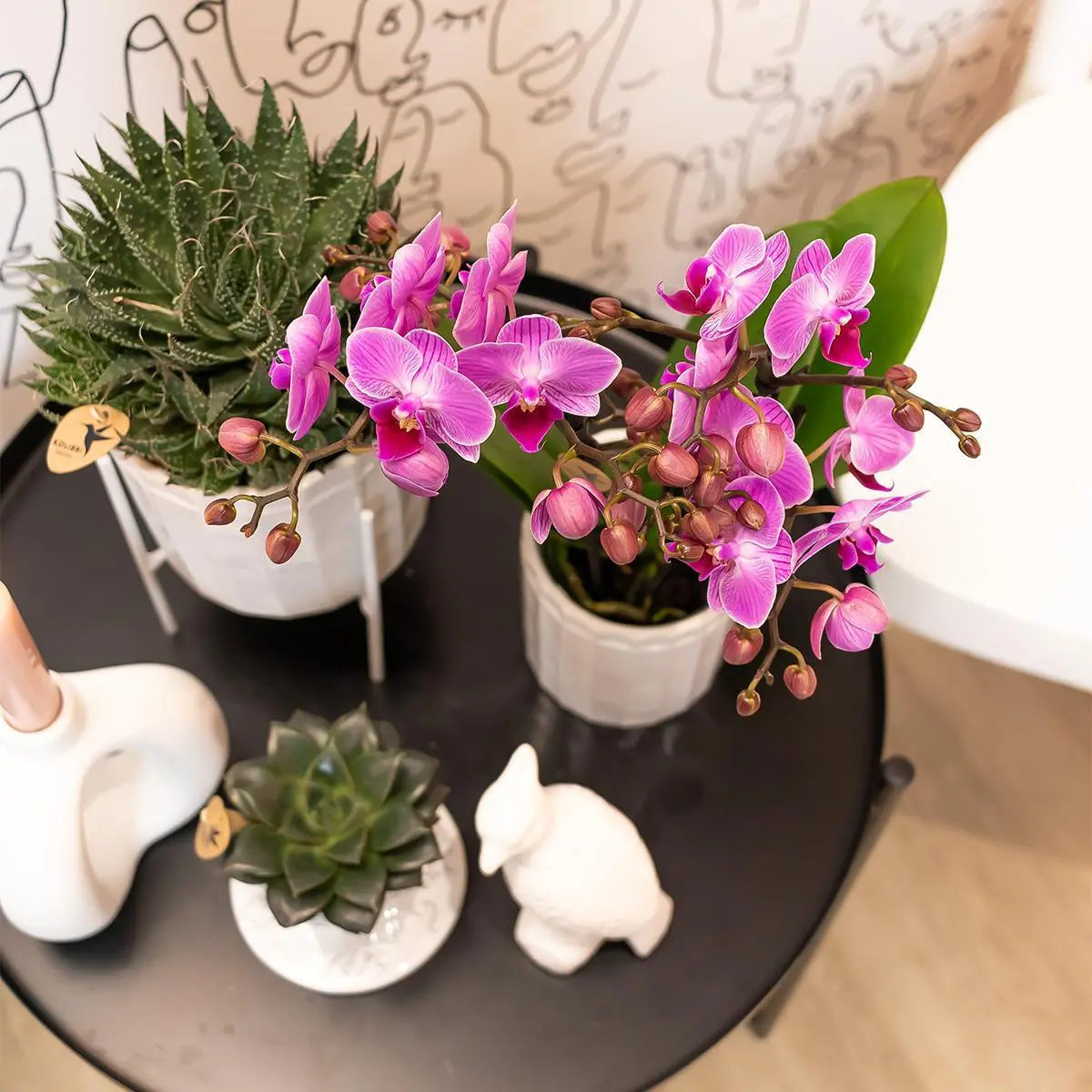 Kolibri Orchids | Paars/ roze Phalaenopsis orchidee - Mineral Vienna - potmaat Ø9cm | bloeiende kamerplant - vers van de kweker Everspring