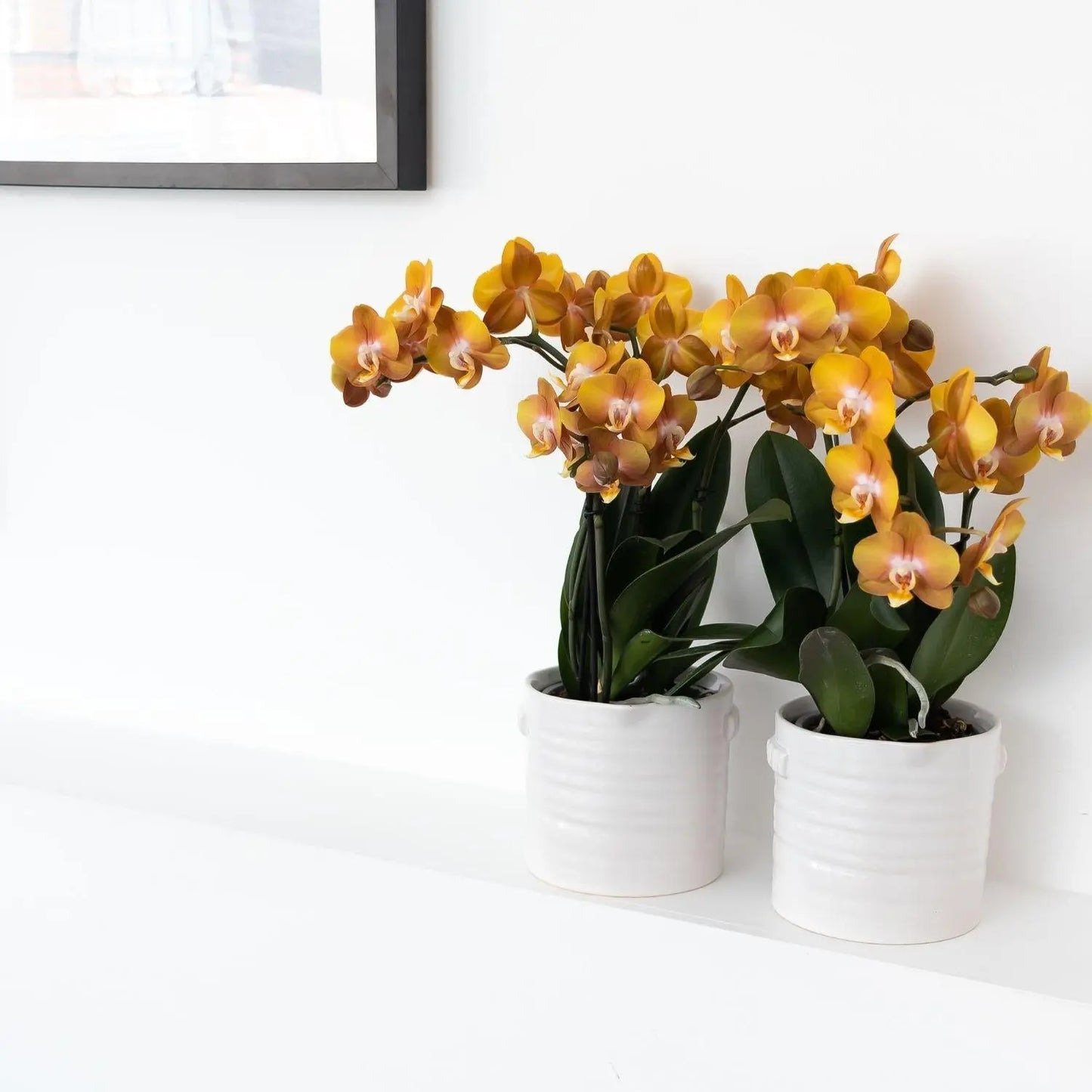 Kolibri Orchids | Oranje gouden Phalaenopsis orchidee - Jewel Las Vegas - potmaat Ø12cm | bloeiende kamerplant - vers van de kweker Everspring